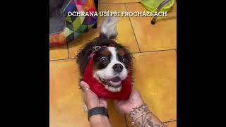 Ušanka pro psy – ochrana uší proti osinám | Snoody