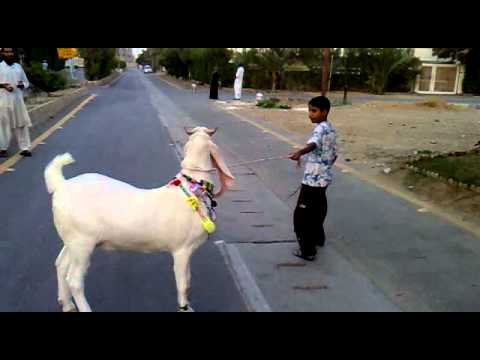 2010 Nirala's Cat walk with Taha.mp4