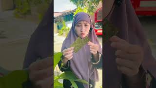 Download lagu RAISHA AND INDAH ARE GETTING MORE FUN EATING LEAVES #shorts mp3 Download lagu RAISHA AND INDAH ARE GETTING MORE FUN EATING LEAVES #shorts mp3