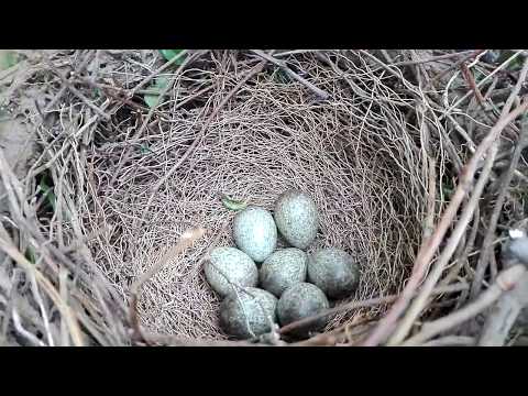 ANIMALE SALBATICE CUIB DE COTOFANA MAGPIE NEST STORY Cum Arata un Cuib