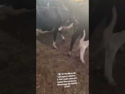 42 Novilhas de Linhagem Leiteira: 2.800 reais cada em Itaíba/ Pernambuco. Whatsapp 84 99810 2784*