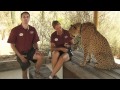 Cheetah Run
