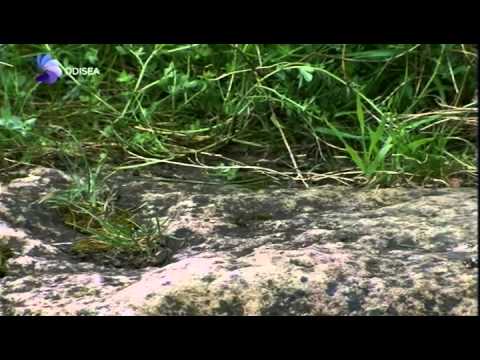 LIBELULAS  - CAZADORES DEL AIRE