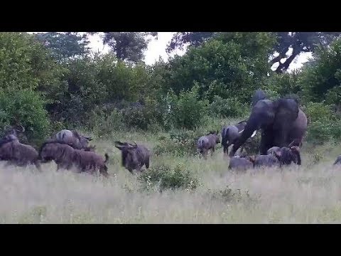 Djuma: Elephant chases Wildebeests - 17:55 - 03/15/20