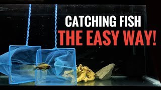 THE BEST WAY TO CATCH AQUARIUM FISH! | The Double Net Method