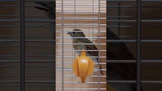 Download lagu SRDC trotol jantan mulai bongkar Materi [Pet ON] mp3