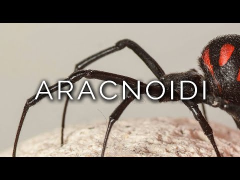 1426-IT Barbara, ARACNOIDI - Ipnosi Esoterica ∞ Lucio Carsi