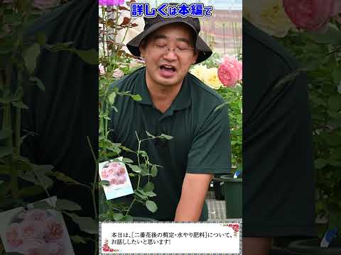 バラの茂みの下に何を置くべきですか、そしてその理由は何ですか？マルチと肥料の種類 + 冬のメンテナンスに関するおまけ  庭園