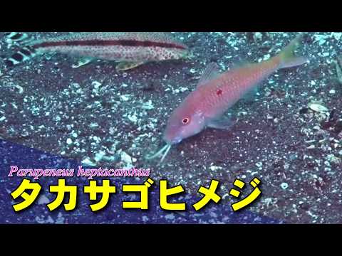 タカサゴヒメジの水中映像