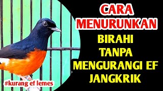 Download lagu CARA MENURUNKAN BIRAHI TANPA MEMANGKAS EF‼️TANPA EF BURUNG LEMESSS mp3