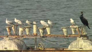 Ranmal Lake, Jamnagar 