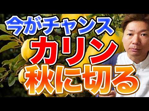コマドリを巣箱に引き寄せる方法は？彼は秋と冬に何を食べますか？  庭園