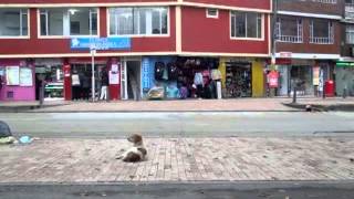 preview picture of video 'Perro sentado en el anden. La Gaitana, Suba, Bogotá.'