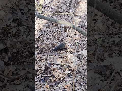 True thrushes #bird, Turdus, Common #Blackbird T. merula Life in the Spring Forest - Nature #Birding