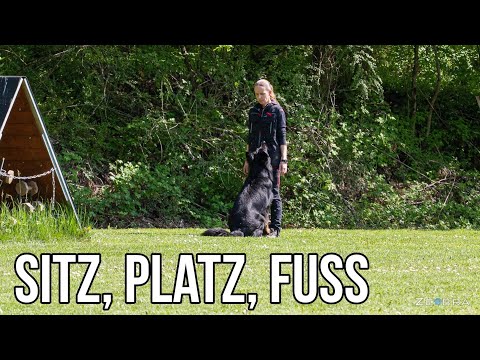 Sitz, Platz, Fuss Unterordnung zu Hause