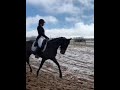 Cavalla British Spotted Pony In vendita 2018 Baio scuro