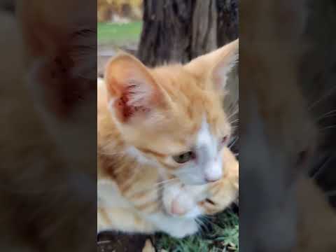 bebi cats #animals #cute #catshorts #video #hiranya