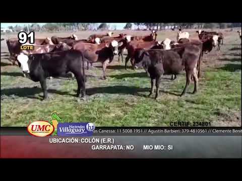 Lote 97 Vaquillonas en Colón, Entre Ríos