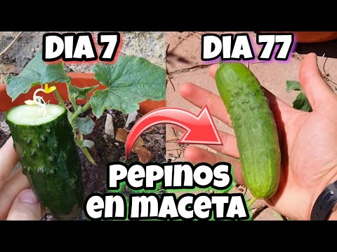 , title : '🥒 CIENTOS de PEPINOS en 77 días en CASA ! (Sembrar y plantar pepino) Germinar, Cuidados y cultivo'