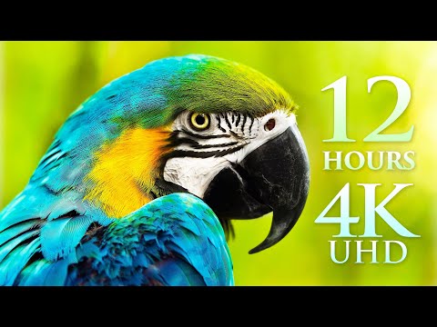 12 HOUR 4K FILM "Splendors of Nature" Planet Earth's Wonders by Drone, Land & Sea - 4K UHD, No Loops