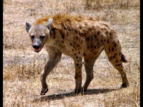 Africa Predatori letali II - 04 Il principe solitario