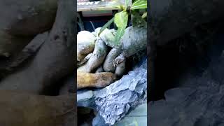 Download lagu Bonsai adenium gaya slanting #shorts mp3