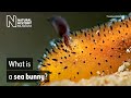 What is a sea bunny? | Surprising Science