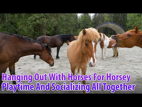 Hanging Out With The Horses For Horsey Playtime And Socializing All Together