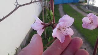 Цветение персика после обрезки в Воронежской области! фото