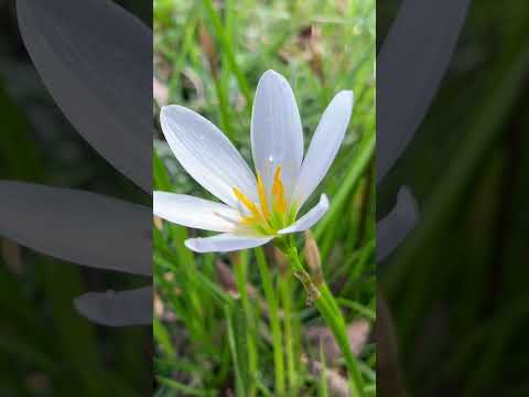 乾燥に強い植物が小道や庭の境界線に見事なアクセントを生み出す