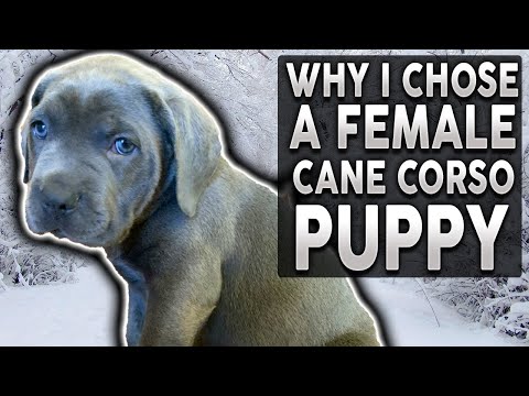 MALE vs FEMALE PUPPY! Why I Chose a Female Cane Corso Puppy!