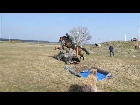 Verkaufspferd: Hengst Laikari von Lausitzer