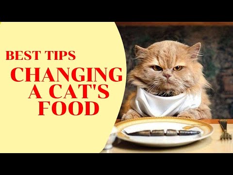 Changing cat food - how to transition your pet to a new food