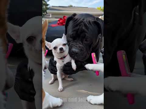 Chihuahua Surprises His Friend With A New Car… Then Pranks Him 😂🚗