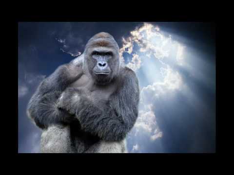 Enya - Sail Away(Orinoco Flow) Cover for Harambe