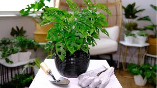 Swiss Cheese Plant (Monstera Adansonii) Care & Growing Guide - Plant Mom Care