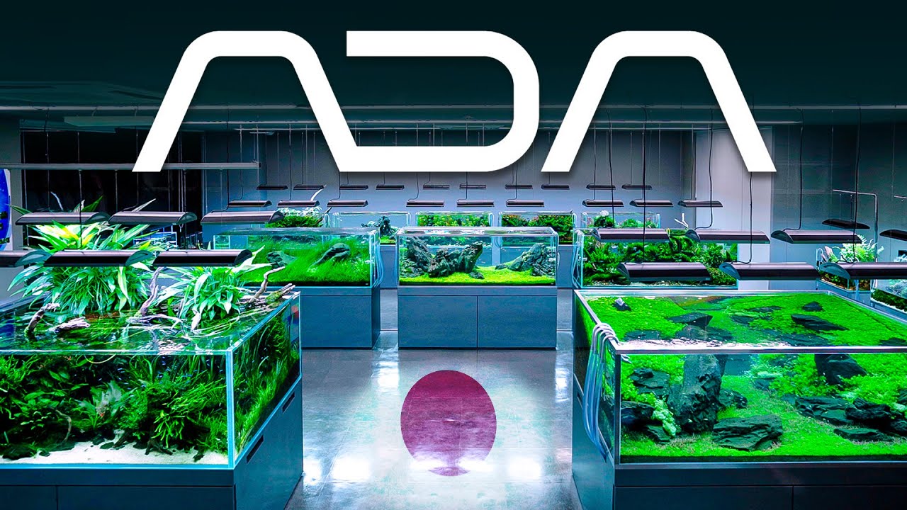 EVERY Aquarium inside the FAMOUS ADA Japan Gallery