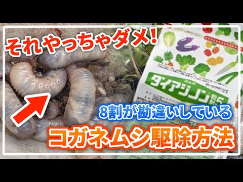 園芸 ボヘミアン オリーブの木、エレアグナス、狭葉のコガネムシ