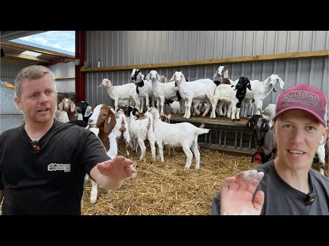 Banter, Bulls & Vet Runs: A Day with the Lads on the Farm