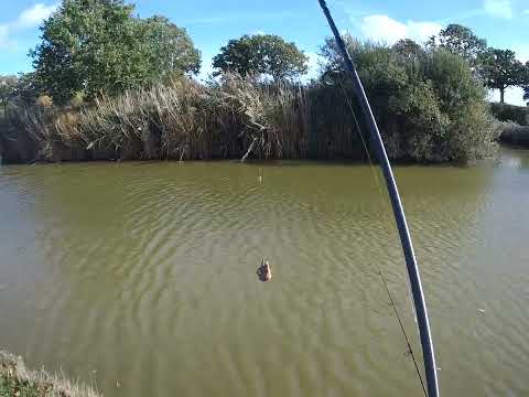 Casting Close to Island with method feeder for Big Carp!