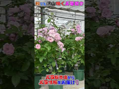 最も香りのよいバラの品種トップ 5: 歴史、栽培、維持管理  庭園