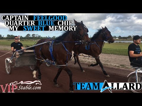 Team Allard 2 Year Olds in Training: Captain Feelgood, Quarter Blue Chip, and My Sweet Memory