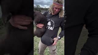 Giant wombat gets very feisty 👊💪🐻 #fighter #wildlife #strong
