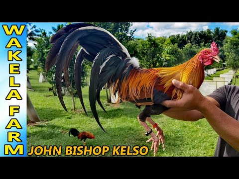 John Bishop Kelso Boston Roundhead - Wakela Farm Big Farm Philippines