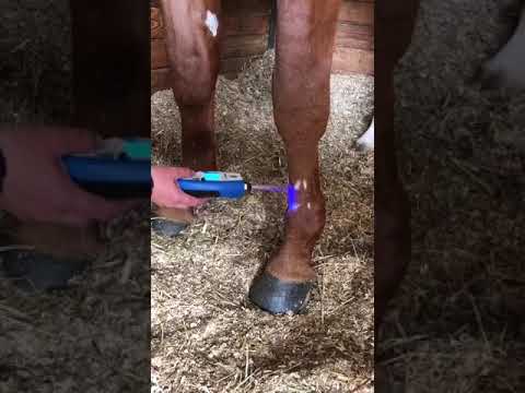 Kaasen equine localised cryo