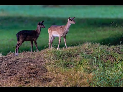 Fallow Deer - Damwild