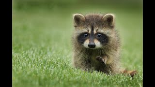 Are raccoons taking up residence in your attic? - Here