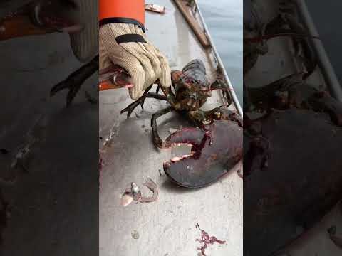 メインロブスタークラッシャー vs ピンチャークロー