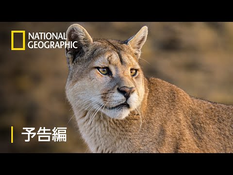 アルゼンチンの動物