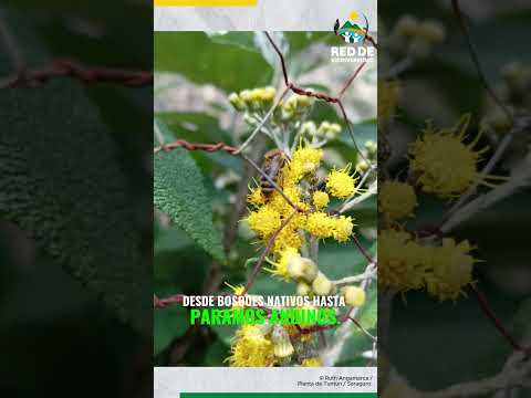 Saraguro, tesoro de biodiversidad